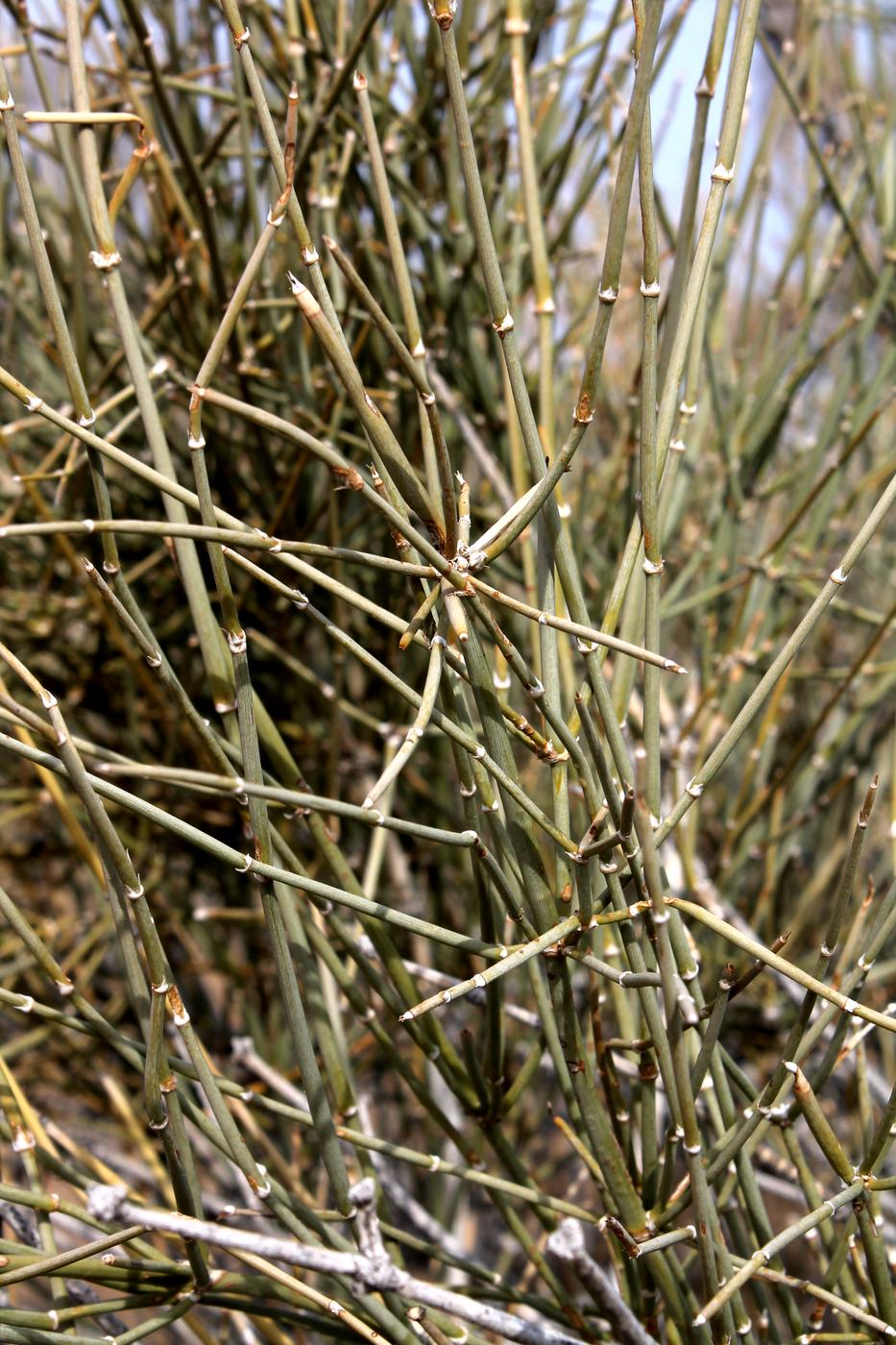 Изображение особи Ephedra strobilacea.