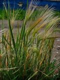 Hordeum jubatum