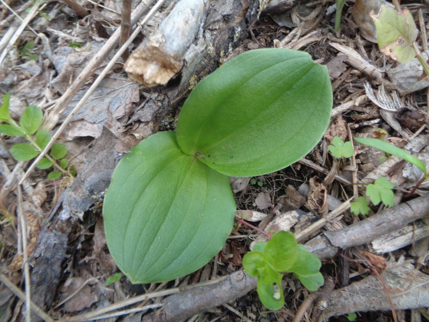 Изображение особи Listera ovata.