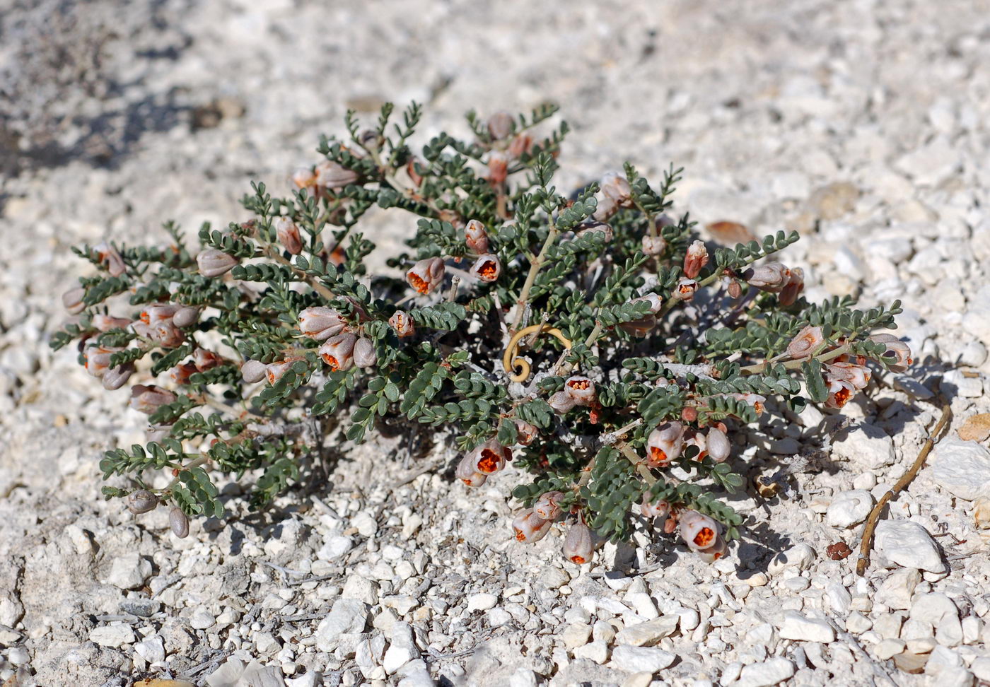 Image of Zygophyllum pinnatum specimen.