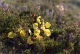 Populus tremula. Молодое растение с листьями в осенней окраске среди зарослей Calluna vulgaris. Карелия, Муезерский р-н, гора Воттоваара, каменистая зарастающая гарь. 25.09.2019.