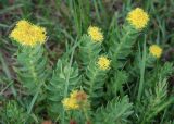 Rhodiola rosea. Цветущее растение. Алтай, плоскогорье Укок, Джумалинские ключи, ≈ 2400 м н.у.м., берег ручья. 22.07.2010.