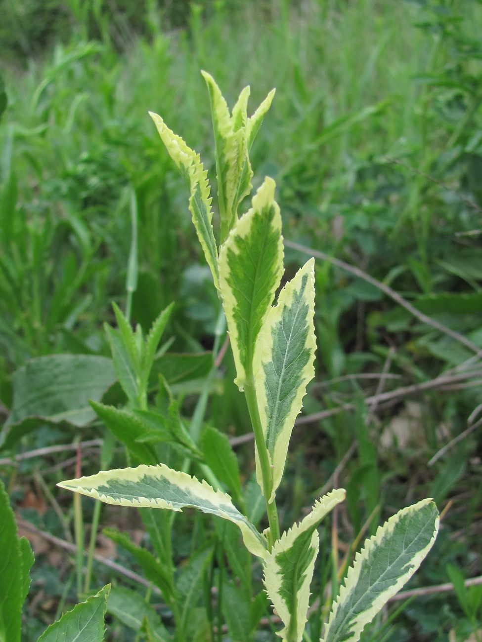 Image of Rorippa austriaca specimen.