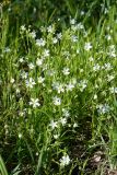 Stellaria holostea