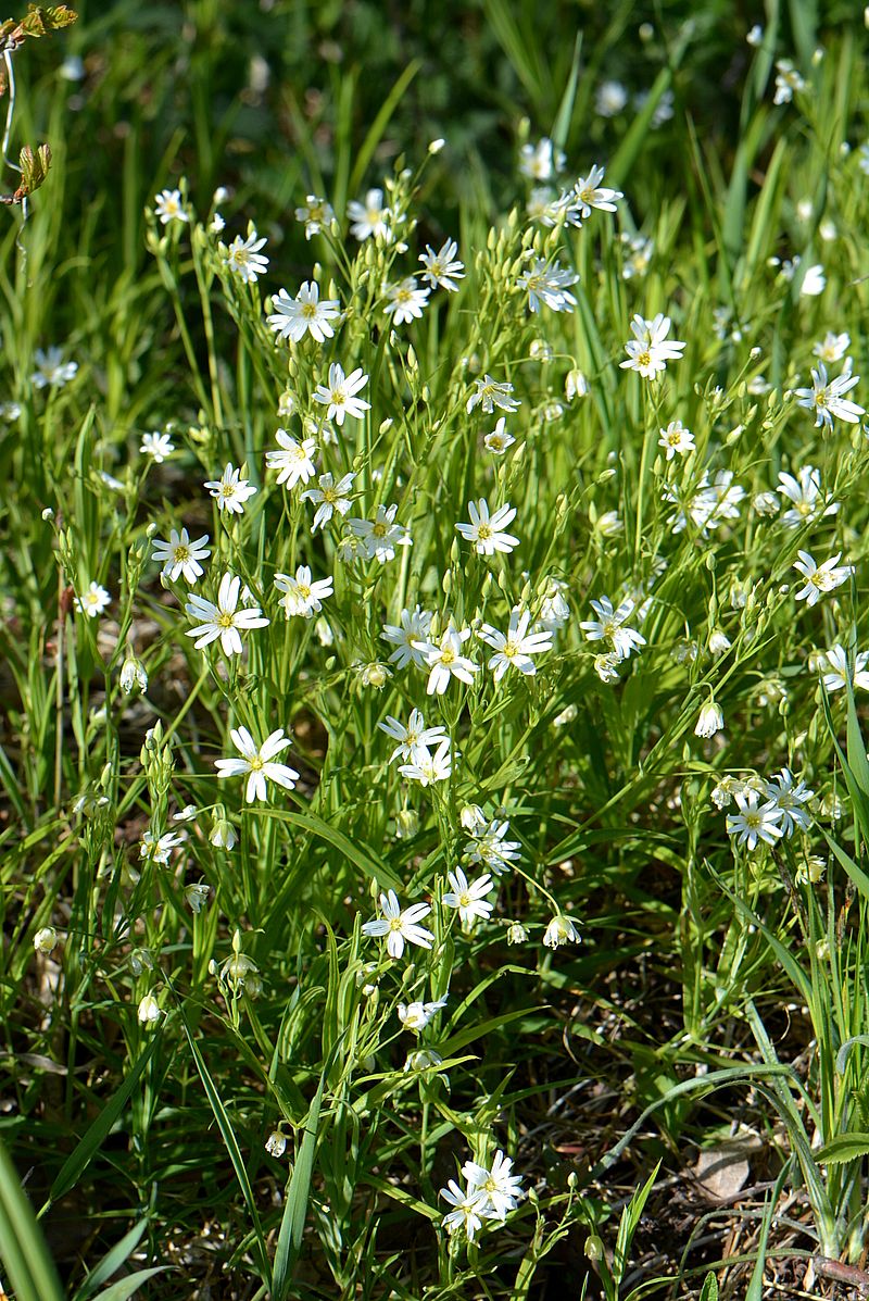 Изображение особи Stellaria holostea.