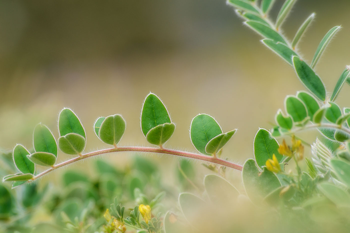 Изображение особи Onobrychis pallasii.