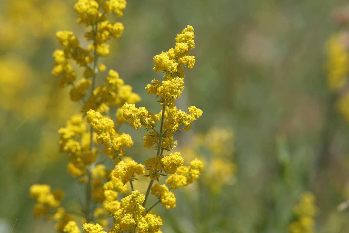 Изображение особи Galium verum.