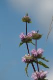 Phlomoides tuberosa