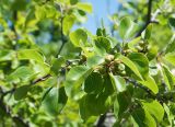 Rhamnus cathartica. Листья и незрелые плоды. Крым, Бахчисарайский р-н, пещерный г. Эски-Кермен, у выхода горных пород. 28.06.2020.