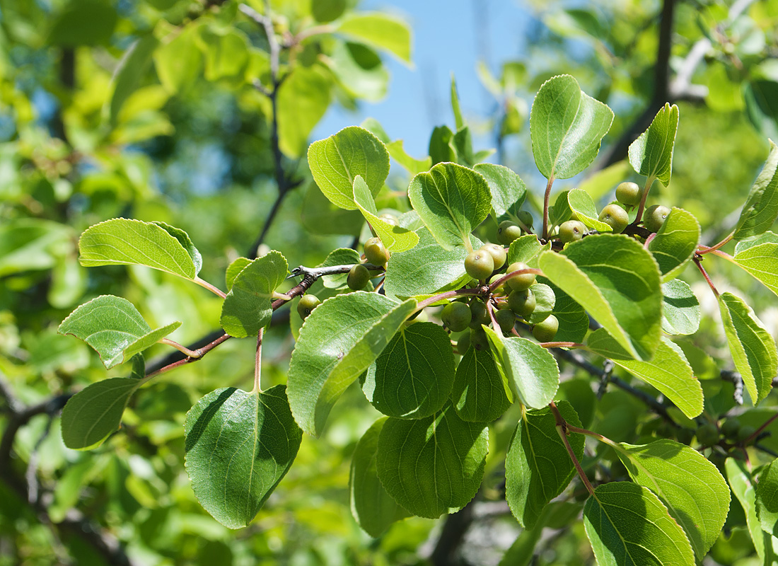 Image of Rhamnus cathartica specimen.