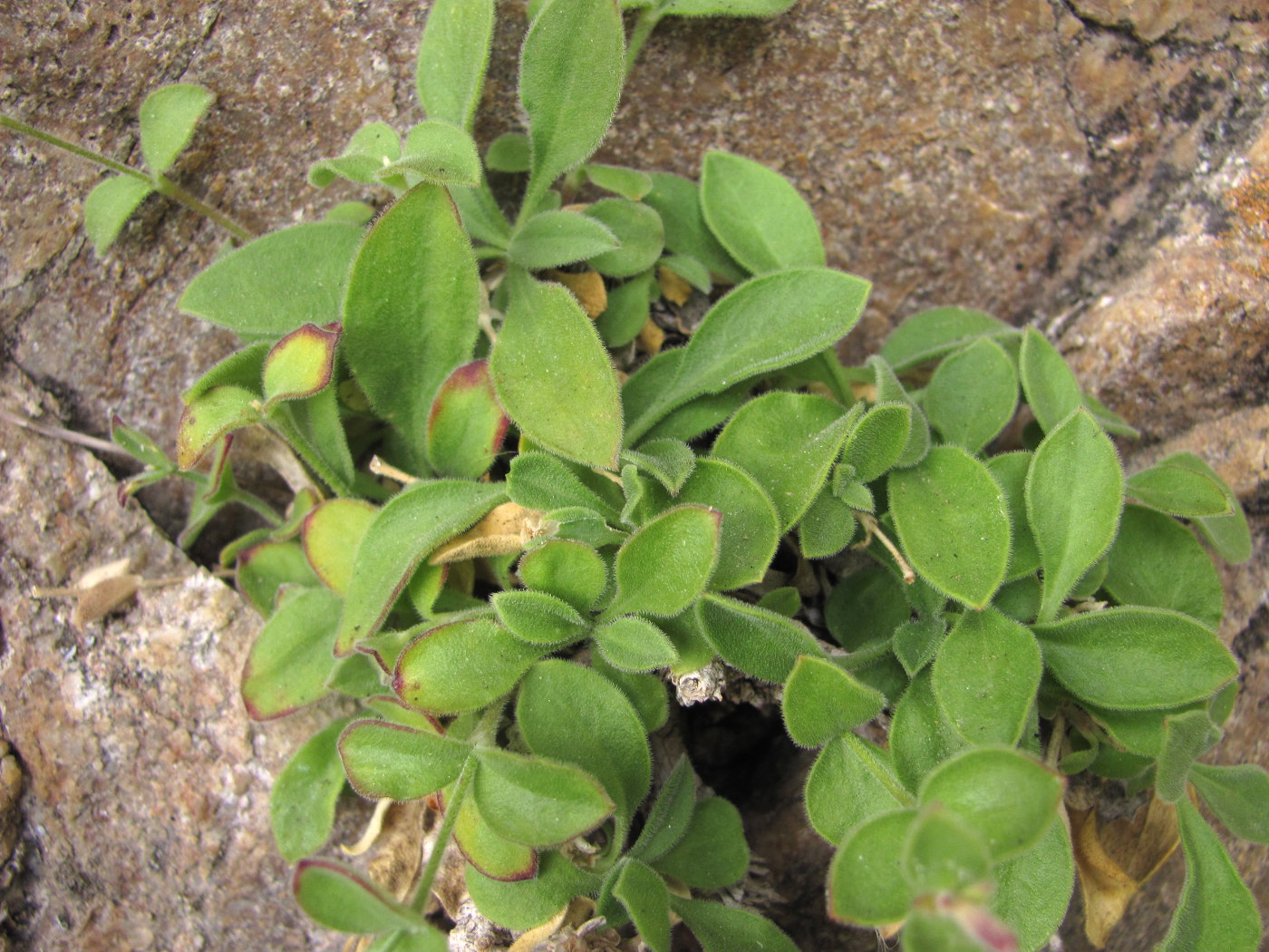 Image of Silene pygmaea specimen.