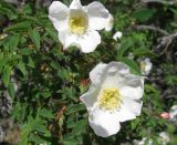 Rosa oxyacantha