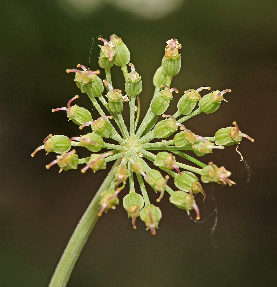 Image of Angelica anomala specimen.