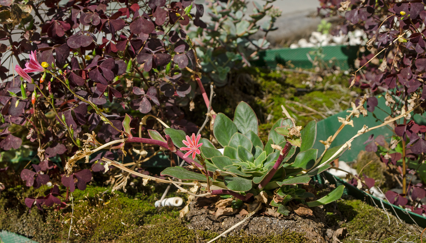 Image of Lewisia cotyledon specimen.