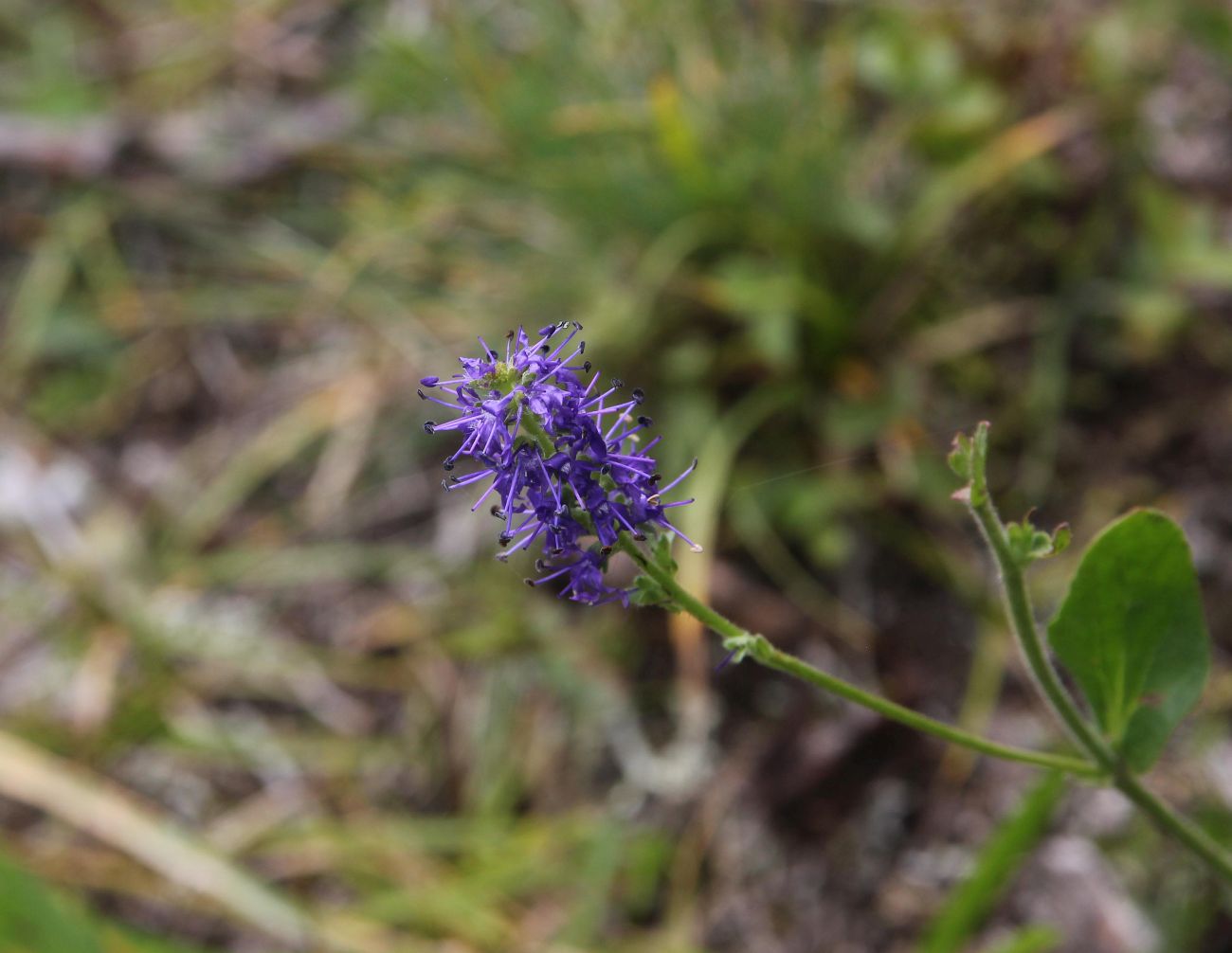 Image of Veronica porphyriana specimen.