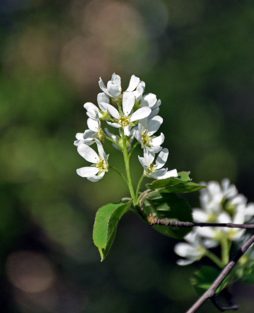 Image of Amelanchier spicata specimen.