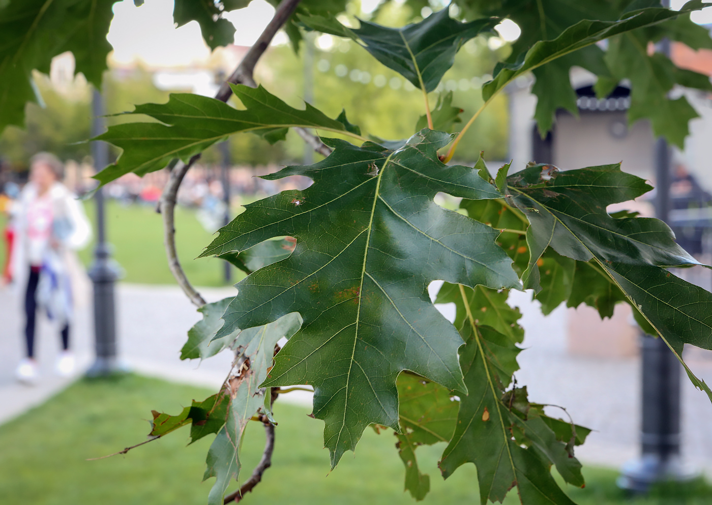 Изображение особи Quercus rubra.