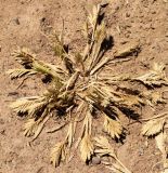 Sclerochloa dura
