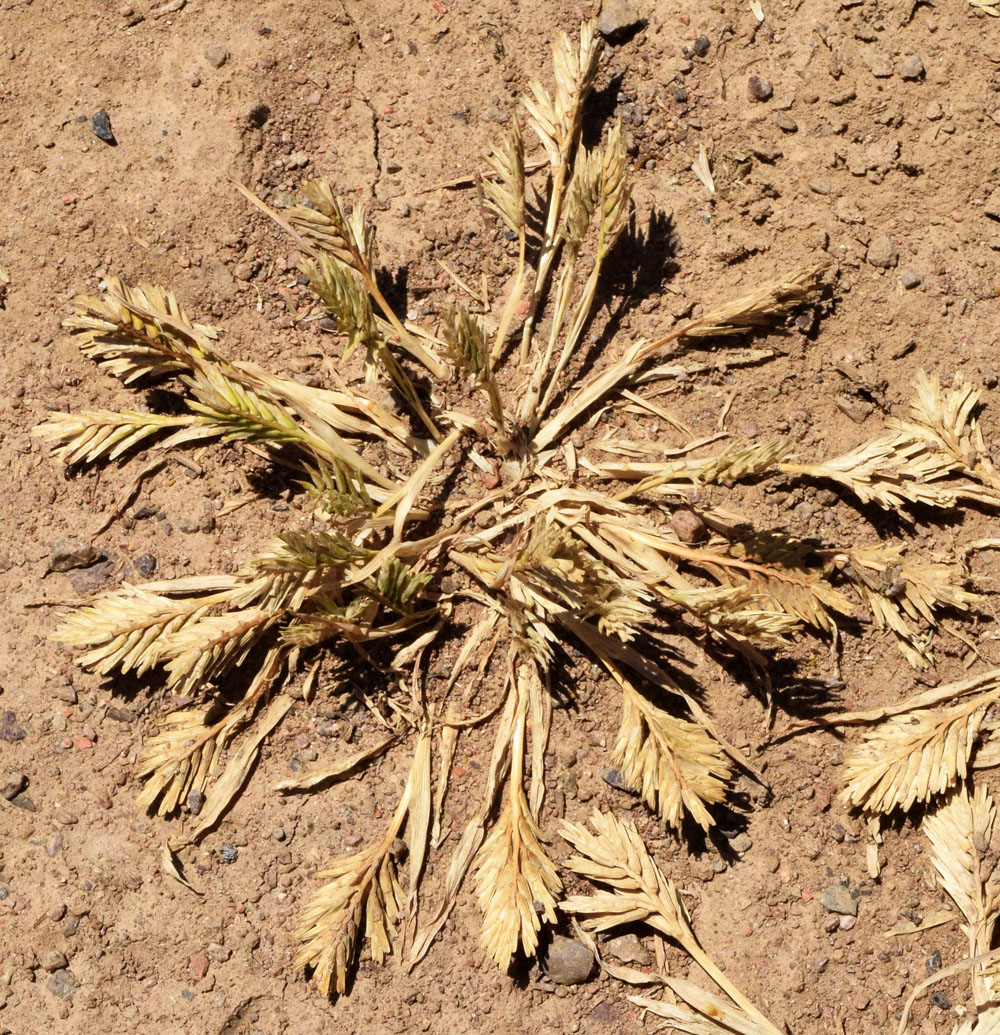 Изображение особи Sclerochloa dura.