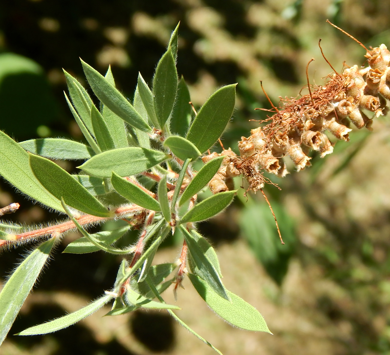 Изображение особи Callistemon phoeniceus.