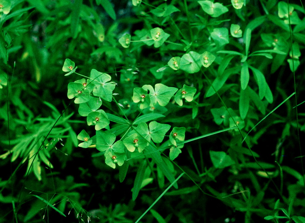 Image of Euphorbia kirimzjulica specimen.