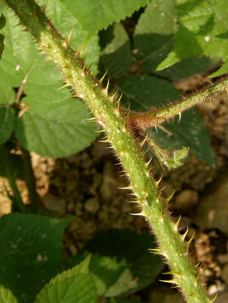 Image of Rubus serpens specimen.