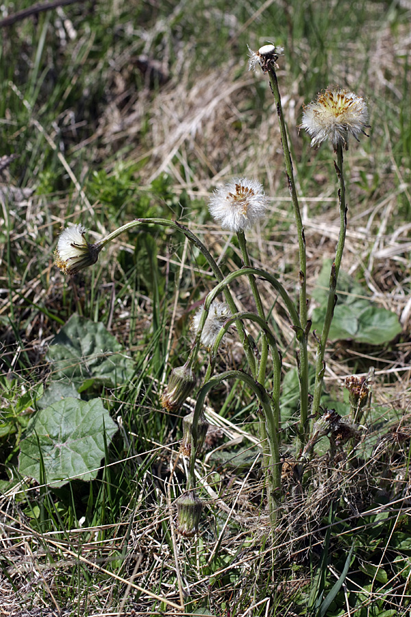 Image of Tussilago farfara specimen.