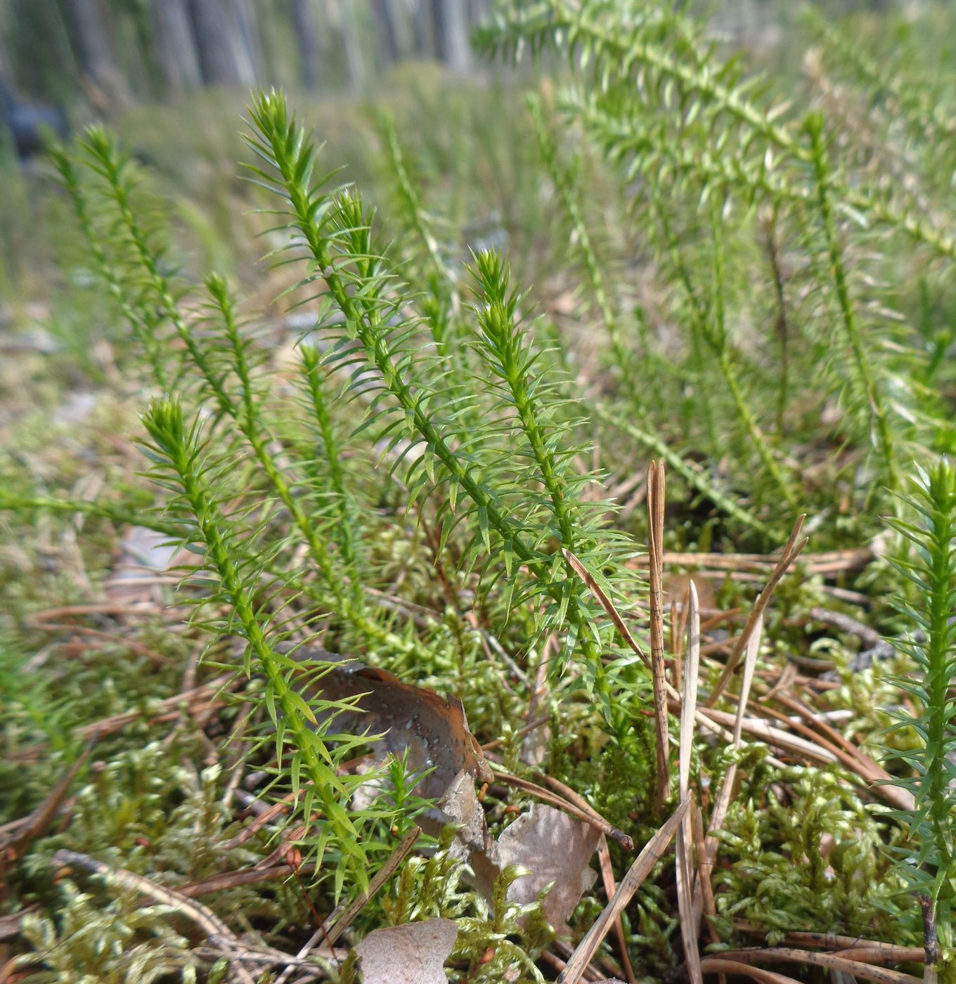 Изображение особи Lycopodium annotinum.