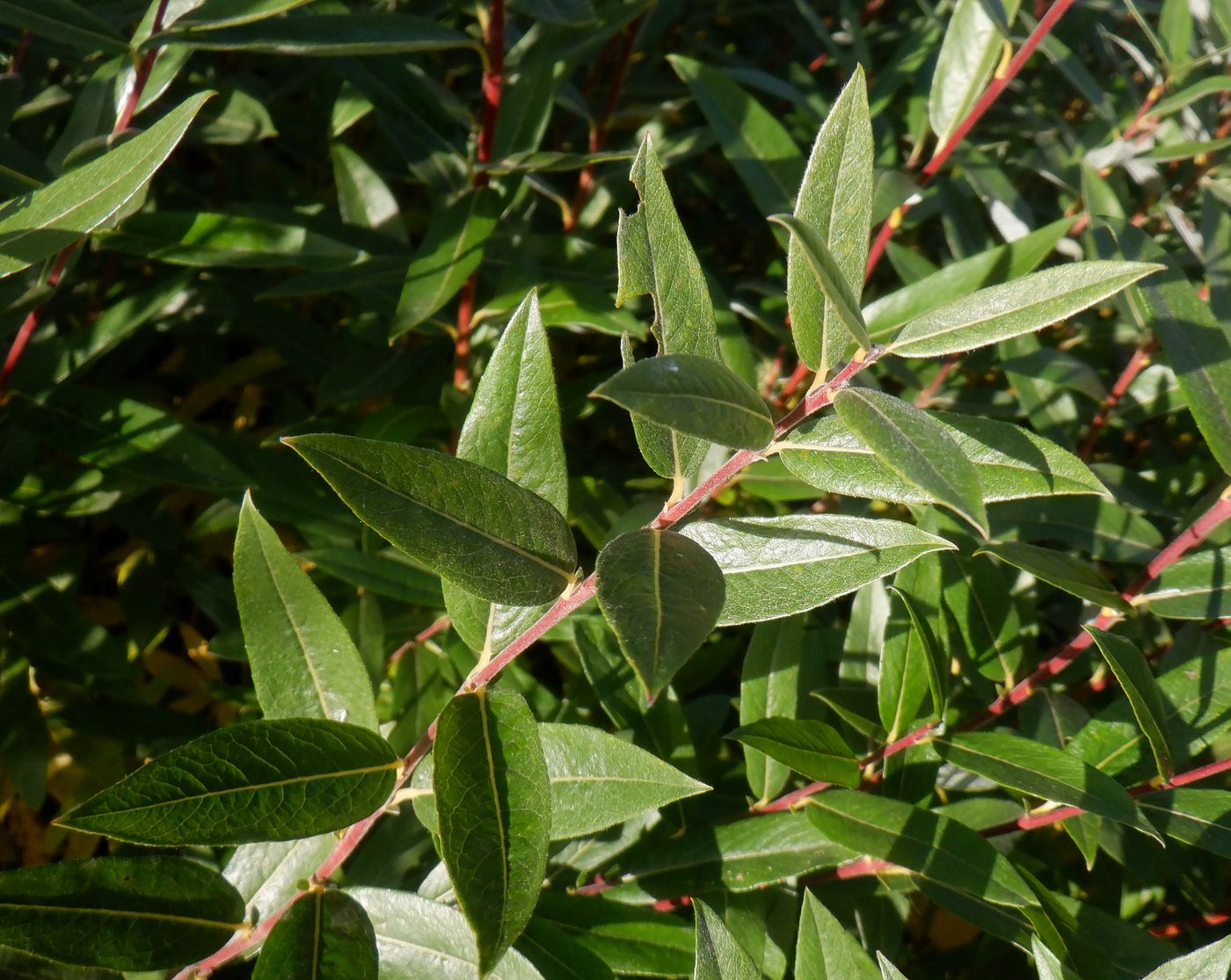 Image of Salix rosmarinifolia specimen.