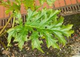 Acanthus mollis. Лист. Испания, Астурия, ботанический сад г. Хихо́н (Jardin Botanico Atlantico). Июль.