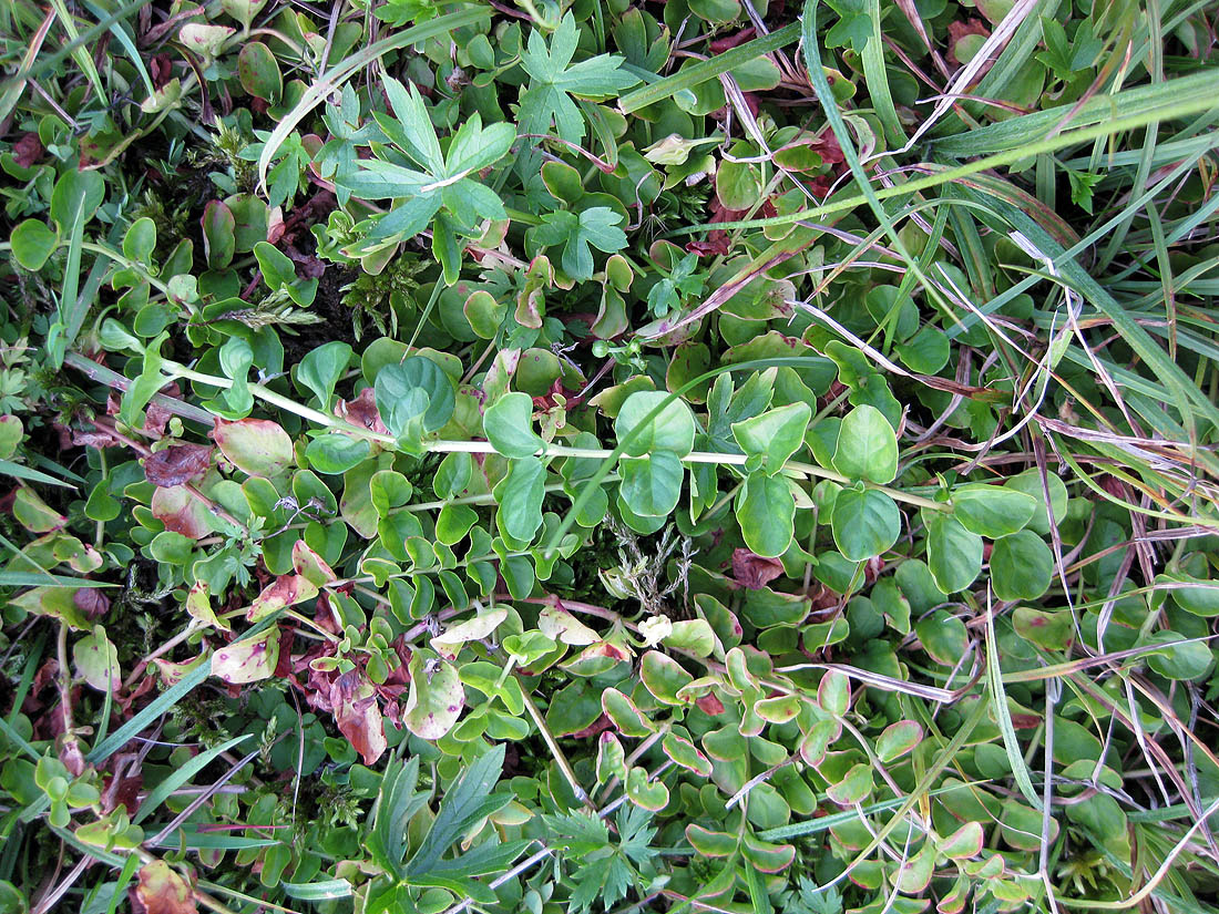 Image of Lysimachia nummularia specimen.