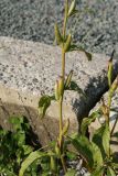 Oenothera rubricaulis. Побеги с плодами. Карелия, г. Медвежьегорск, Привокзальный сквер, на щебне близ площадки рядом с паровозом-памятником. 26.09.2020.