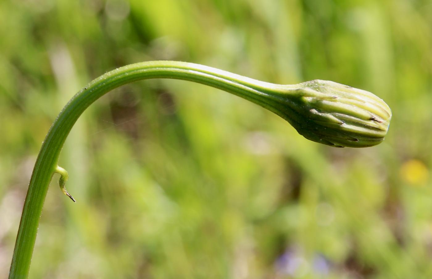 Изображение особи Leontodon hispidus ssp. hastilis.