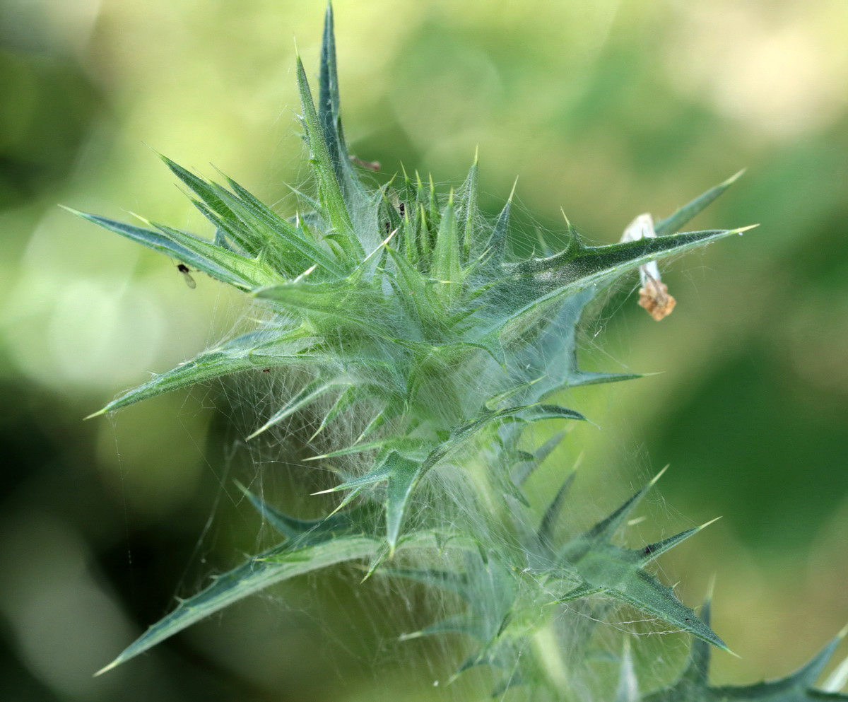 Изображение особи Carthamus lanatus.