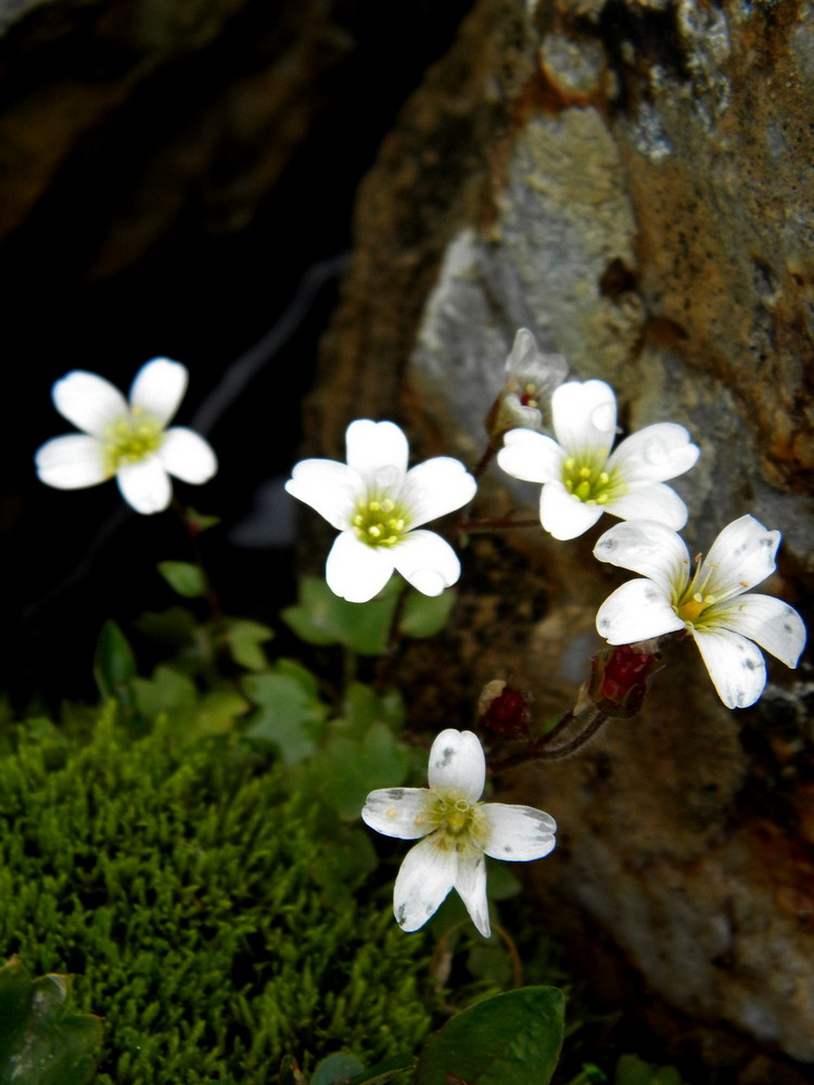 Изображение особи Saxifraga sibirica.