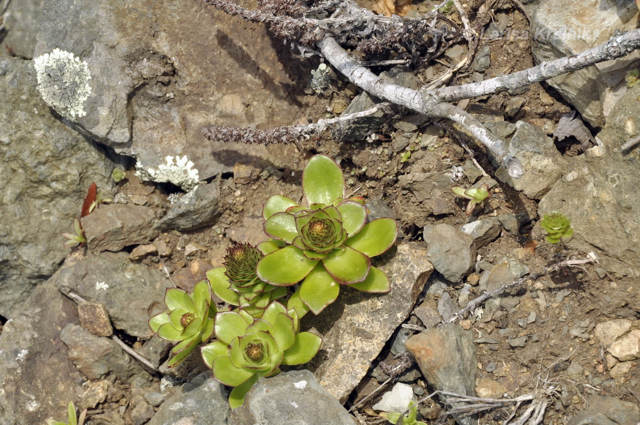 Image of Orostachys maximowiczii specimen.