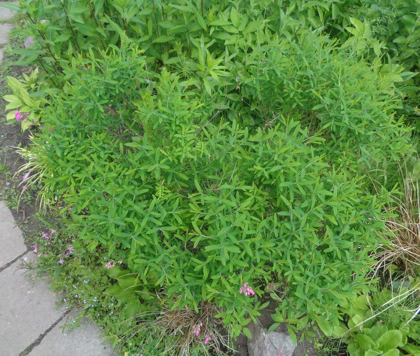 Изображение особи Hypericum kalmianum.