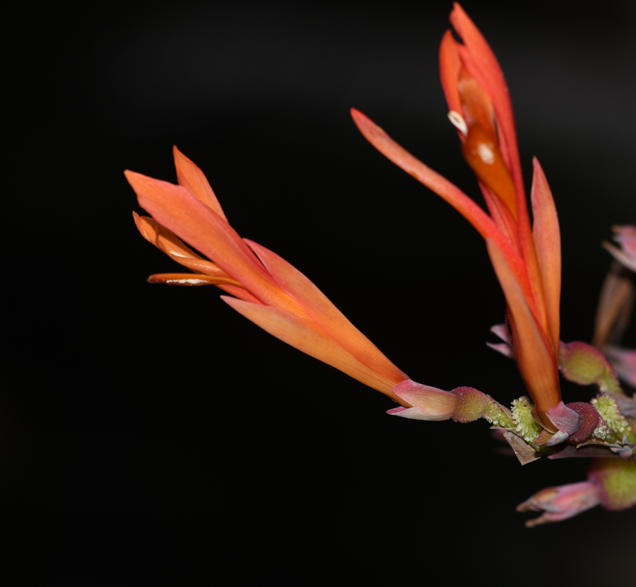 Изображение особи Canna paniculata.