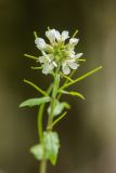 Arabis turrita