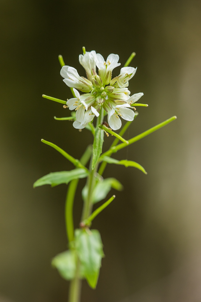 Image of Arabis turrita specimen.