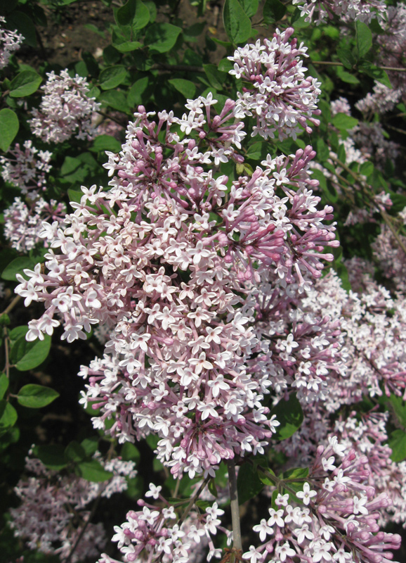 Image of Syringa microphylla specimen.