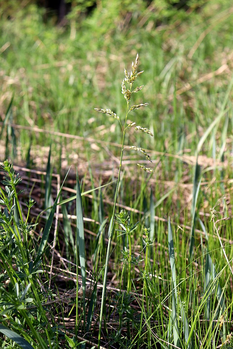 Image of Hierochloe odorata specimen.