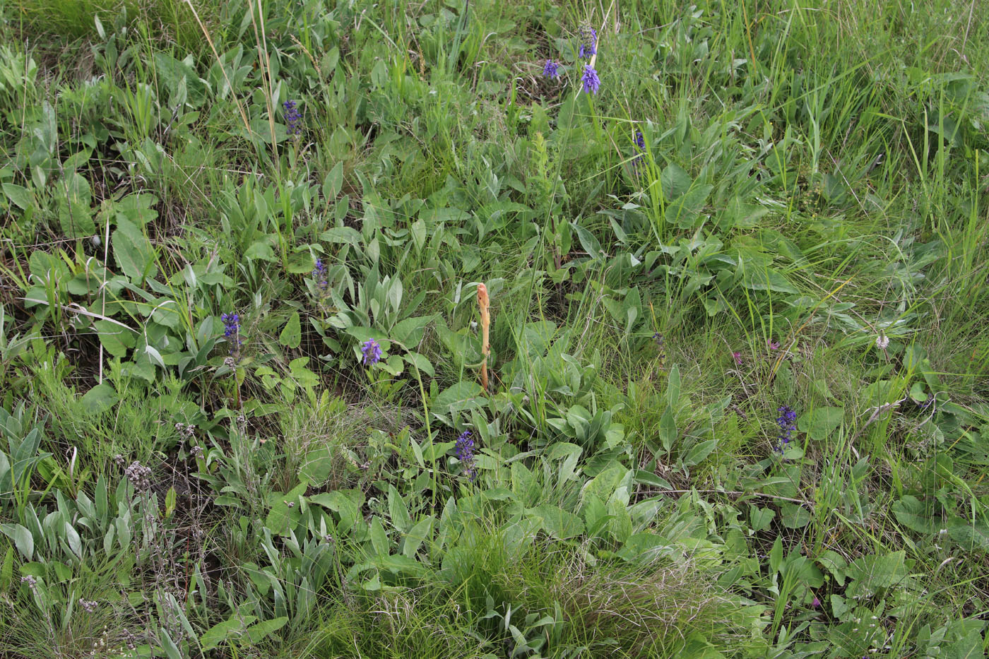 Image of Orobanche alba specimen.