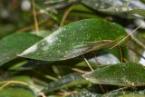 Pleurothallis revoluta