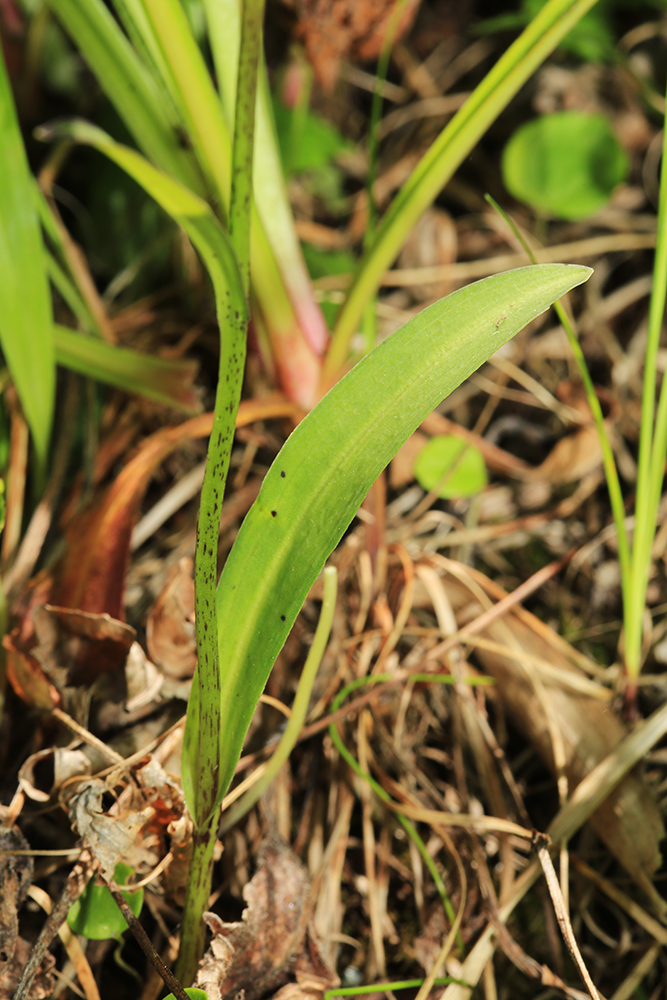 Изображение особи Ponerorchis chusua.