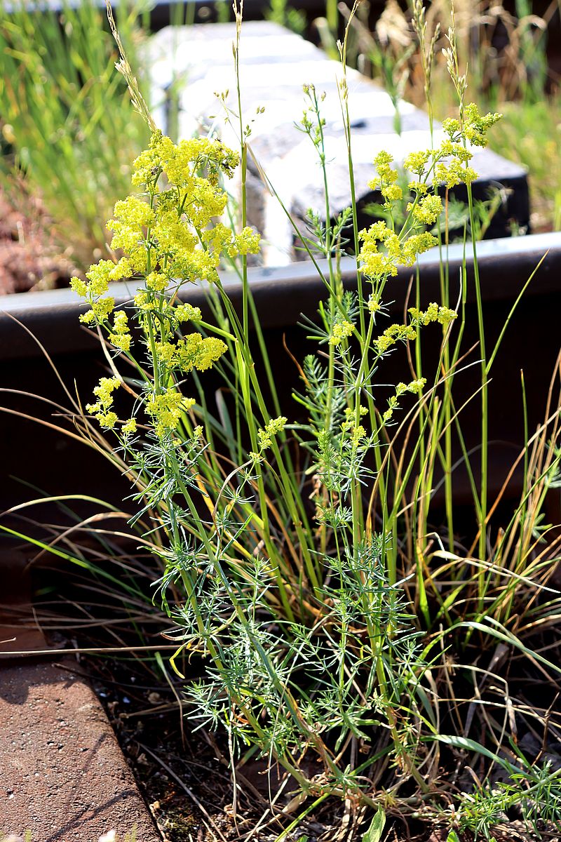 Image of Galium verum specimen.