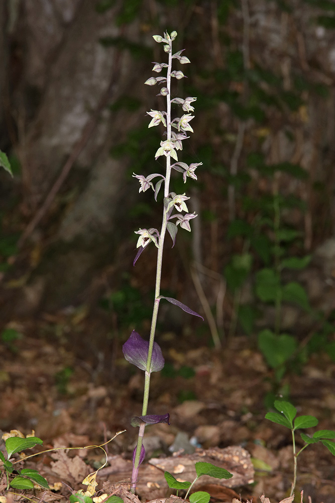 Изображение особи Epipactis condensata.