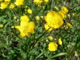 Ranunculus japonicus