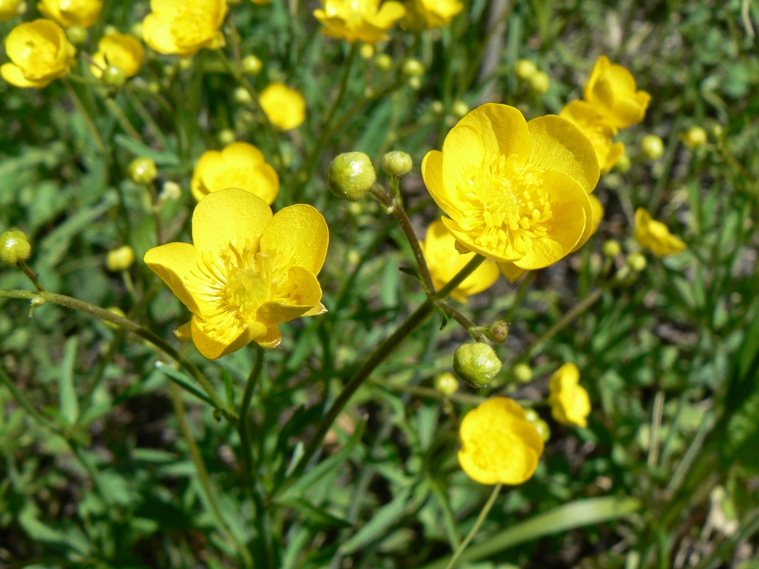 Изображение особи Ranunculus japonicus.