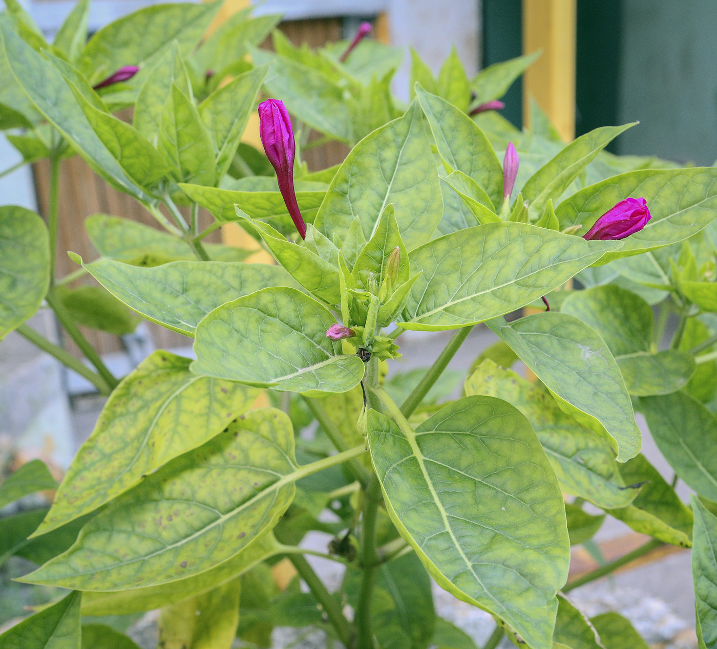 Изображение особи Mirabilis jalapa.